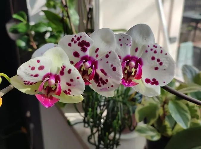 Zoello Je Suis 3* Castelvetro di Modena